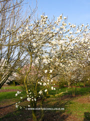 Magnolia x loebneri 'Spring Snow' - Heester - Hortus Conclusus  - 3