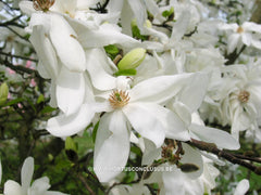 Magnolia x loebneri 'Spring Snow' - Heester - Hortus Conclusus  - 4