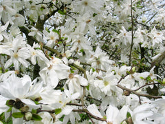 Magnolia x loebneri 'Spring Snow' - Heester - Hortus Conclusus  - 5