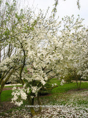 Magnolia x loebneri 'Spring Snow' - Heester - Hortus Conclusus  - 6