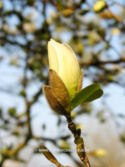 Magnolia x loebneri 'Spring Snow' - Heester - Hortus Conclusus  - 7