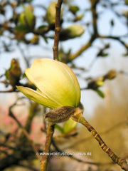 Magnolia x loebneri 'Spring Snow' - Heester - Hortus Conclusus  - 8