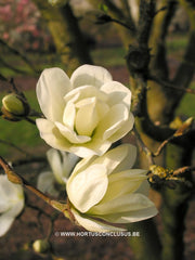 Magnolia x loebneri 'Spring Snow' - Heester - Hortus Conclusus  - 9