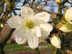 Magnolia x loebneri 'Spring Snow' - Heester - Hortus Conclusus  - 10