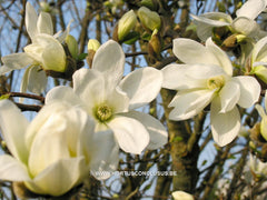 Magnolia x loebneri 'Spring Snow' - Heester - Hortus Conclusus  - 11
