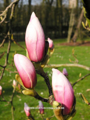Magnolia x soulangeana 'Alexandrina' - Sierboom - Hortus Conclusus  - 2