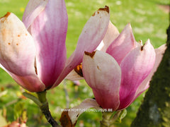 Magnolia x soulangeana 'Alexandrina' - Sierboom - Hortus Conclusus  - 6