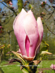 Magnolia x soulangeana 'Alexandrina' - Sierboom - Hortus Conclusus  - 12