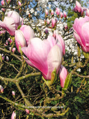 Magnolia x soulangeana 'Amabilis' - Sierboom - Hortus Conclusus  - 2