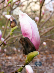 Magnolia x soulangeana 'Amabilis' - Sierboom - Hortus Conclusus  - 12