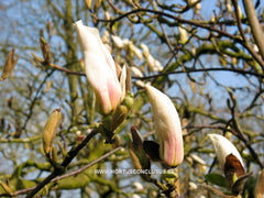 Magnolia x soulangeana 'Brozzonii' - Sierboom - Hortus Conclusus  - 2