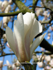 Magnolia x soulangeana 'Brozzonii' - Sierboom - Hortus Conclusus  - 4