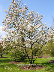 Magnolia x soulangeana 'Brozzonii' - Sierboom - Hortus Conclusus  - 5