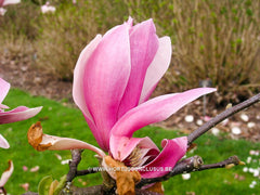 Magnolia x soulangeana 'Burgundy' - Sierboom - Hortus Conclusus  - 2