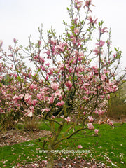 Magnolia x soulangeana 'Burgundy' - Sierboom - Hortus Conclusus  - 6