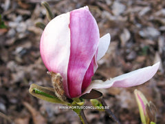 Magnolia x soulangeana 'Dorsopurpurea' - Sierboom - Hortus Conclusus  - 2