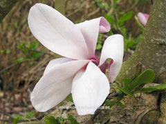 Magnolia x soulangeana 'Dorsopurpurea' - Sierboom - Hortus Conclusus  - 5