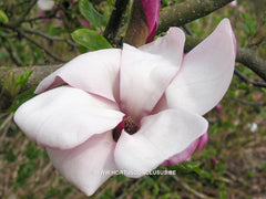 Magnolia x soulangeana 'Dorsopurpurea' - Sierboom - Hortus Conclusus  - 6