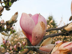Magnolia x soulangeana 'Just Jean' - Sierboom - Hortus Conclusus  - 1