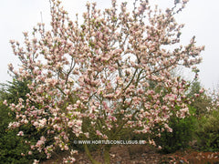 Magnolia x soulangeana 'Just Jean' - Sierboom - Hortus Conclusus  - 3