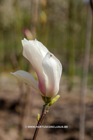 Magnolia x soulangeana 'Liliputian'
