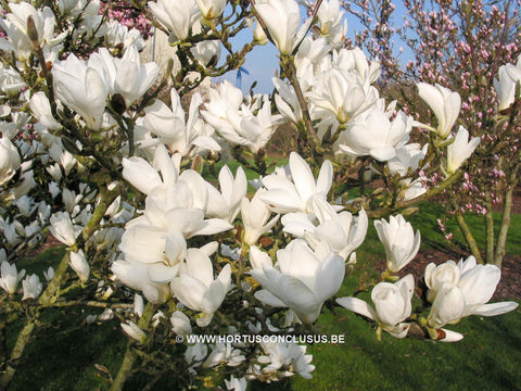 Magnolia x soulangeana 'Suishoren'