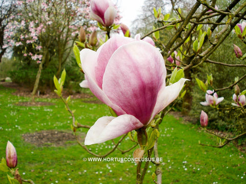 Magnolia x soulangeana 'Veitchii Rubra'