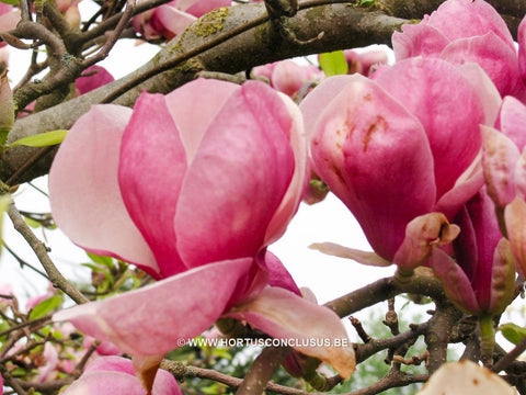 Magnolia x soulangeana 'Verbanica'