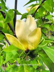 Magnolia 'Yellow Bird' - Sierboom - Hortus Conclusus  - 2