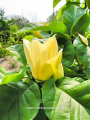 Magnolia 'Yellow Bird' - Sierboom - Hortus Conclusus  - 5