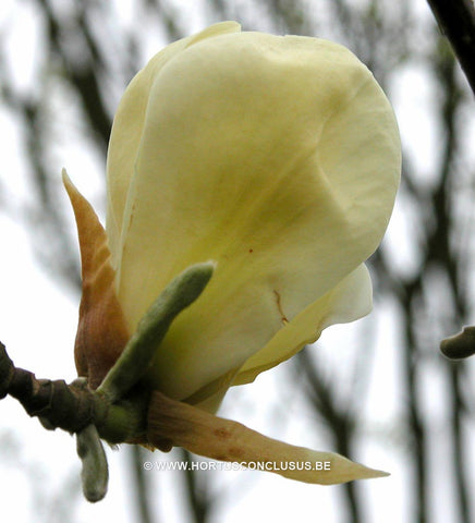 Magnolia 'Yellow Fever'