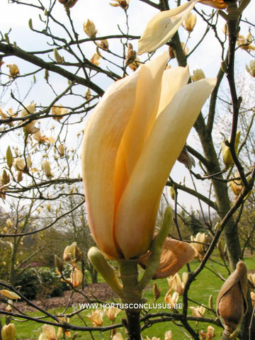 Magnolia 'Yellow Lantern'