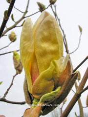 Magnolia 'Yellow Lantern' - Sierboom - Hortus Conclusus  - 3