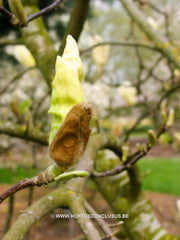 Magnolia 'Yellow Lantern' - Sierboom - Hortus Conclusus  - 4