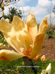 Magnolia 'Yellow Lantern' - Sierboom - Hortus Conclusus  - 8