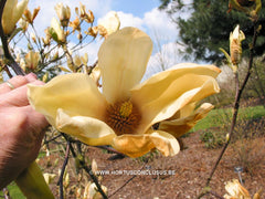 Magnolia 'Yellow Lantern' - Sierboom - Hortus Conclusus  - 9