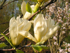 Magnolia 'Yellow River' - Sierboom - Hortus Conclusus  - 7