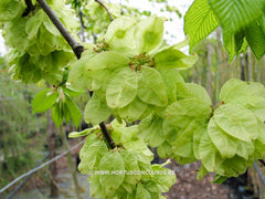 Ulmus glabra 'Camperdownii' - Sierboom - Hortus Conclusus  - 2